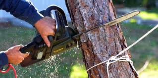 How Our Tree Care Process Works  in  San Mateo, CA