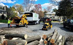 Best Tree Removal  in San Mateo, CA