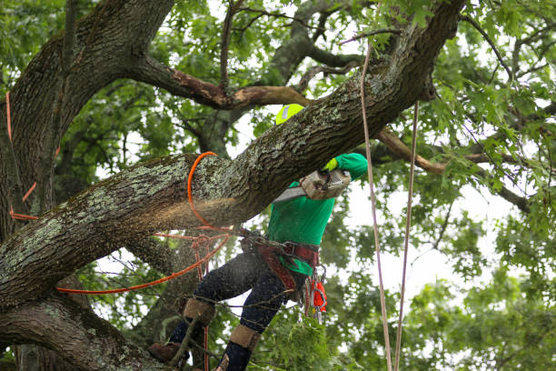 Professional Tree Services in San Mateo, CA