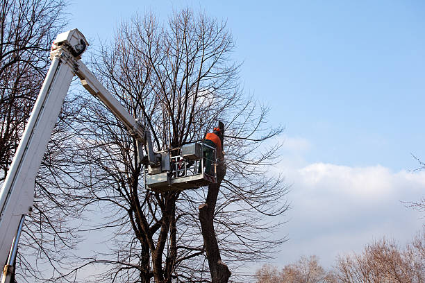 Best Arborist Consultation Services  in San Mateo, CA