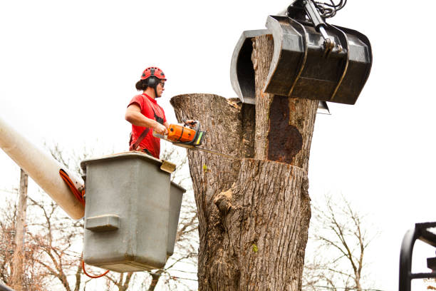 Best Utility Line Clearance  in San Mateo, CA